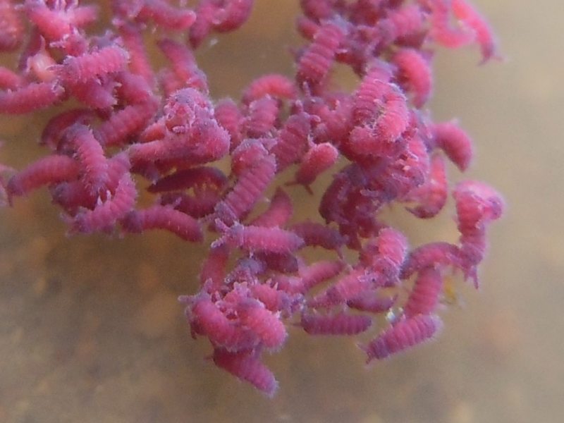 Poduridae rosa, dal Golfo di Arzachena (OT)